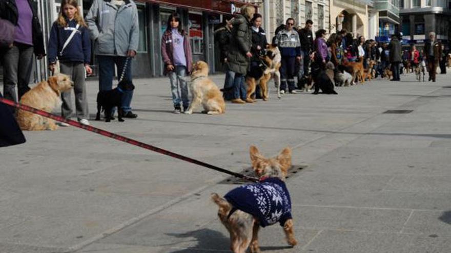 Actividad de educación para perros en A Coruña.