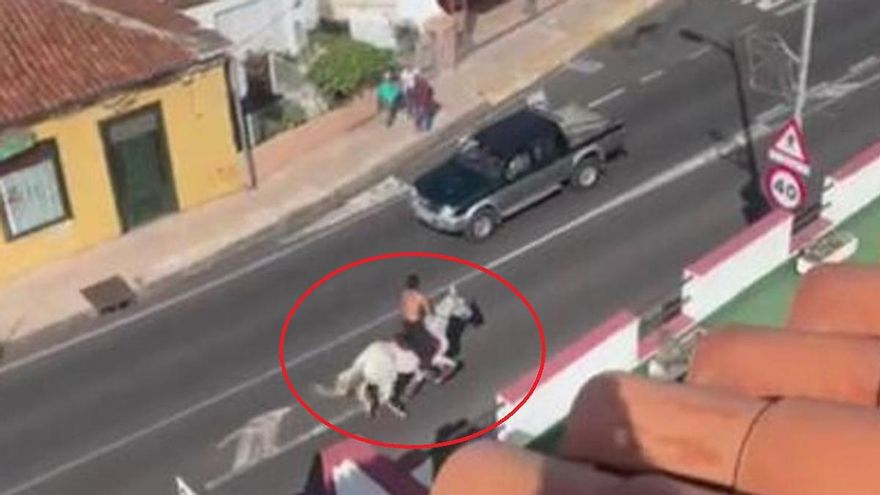 Surreal fight on the back of a horse in Tenerife