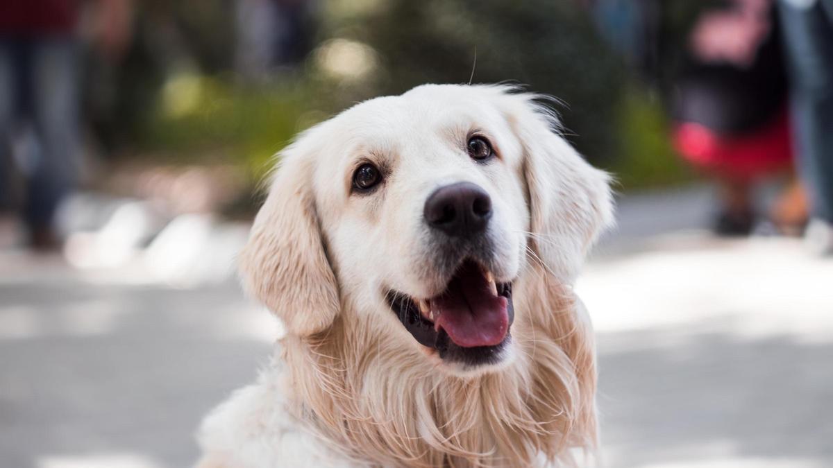 Los golden retriever son muy inteligentes, animados y amigables.