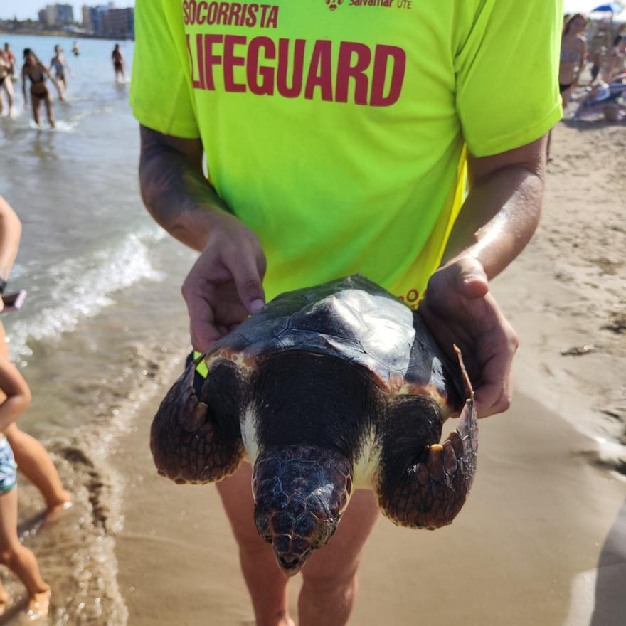 Socorrista de la playa de Los Náufragos sostiene al ejemplar de tortuga boba