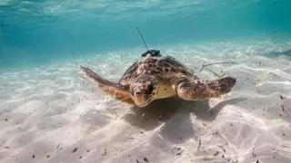 Investigadores valencianos de la UPV reducen las amenazas a tiburones, ballenas, tortugas y focas