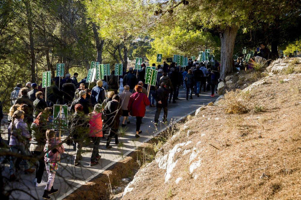 Agricultores de la provincia se manifiestan contra el plan de erradicación de la Xylella del Consell