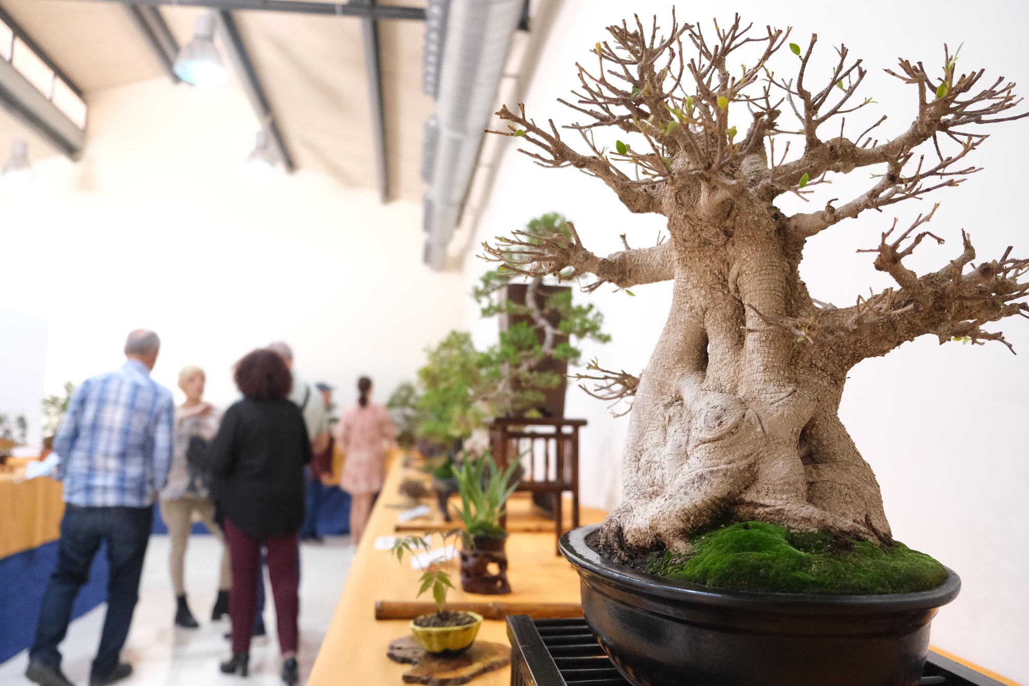 El arte del bonsai se expone en Elche