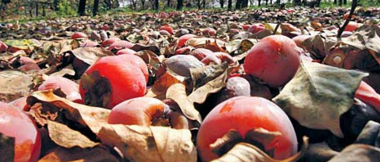 Un campo de caquis afectado por la necrosis foliar en una imagen de archivo. | VICENT M. PASTOR