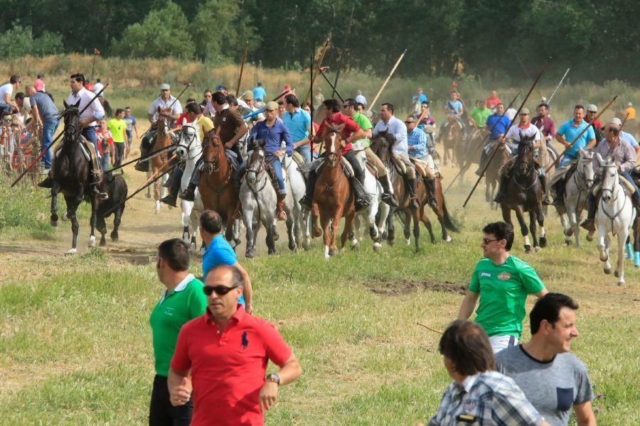 Toros bravos en Vadillo de la Guareña