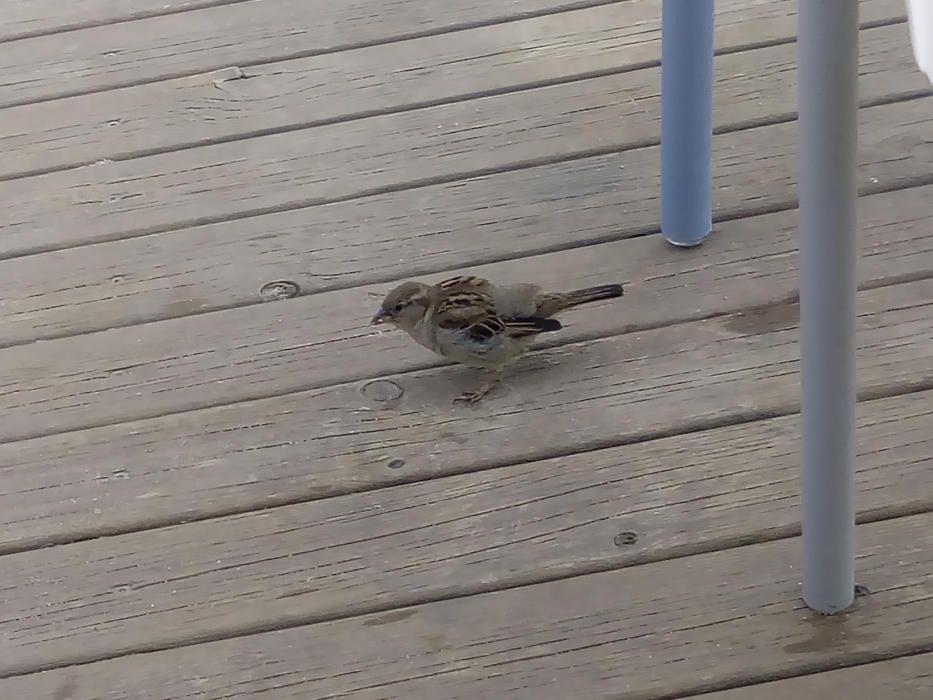 Ocell. Els pardals sempre busquen menjar i s'apropen a les terrasses a veure què hi troben.