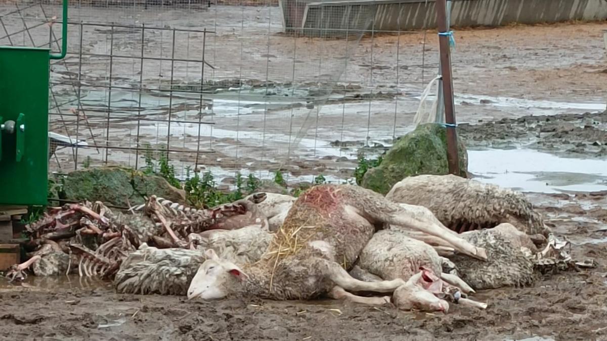 Ovejas muertas en una explotación de Zafara de Sayago
