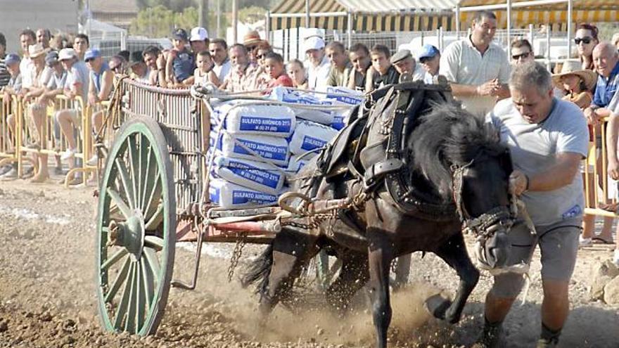 Una imagen del concurso de tiro y arrastre de caballos que se celebró ayer por la tarde