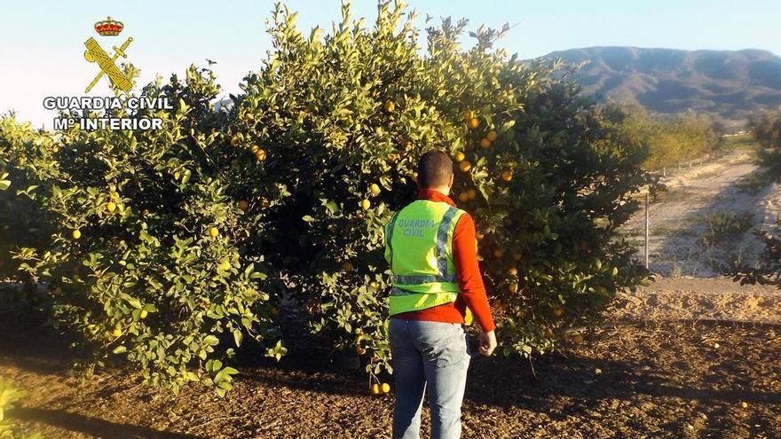 Desmantelada una organización criminal dedicada a estafas en el sector agrícola