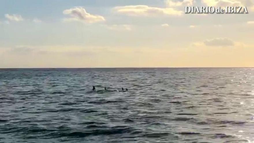 Delfines en Santa Eulària