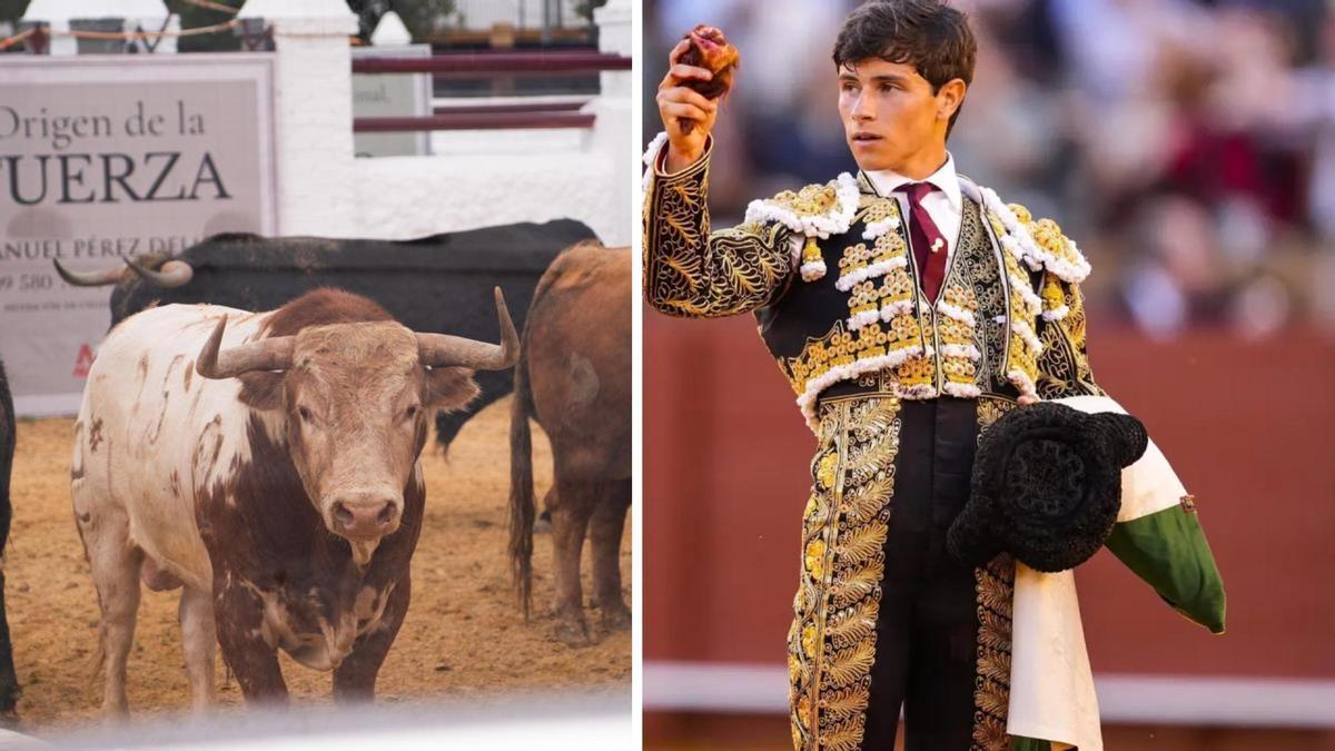 Toros de Alcurrucén en la Venta de Antequera y el torero Aarón Palacio tras cortar una oreja en la Maestranza