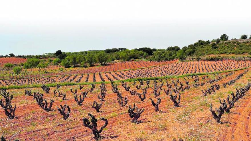 Viejos viñedos de Bobal cultivados en vaso en Utiel-Requena.
