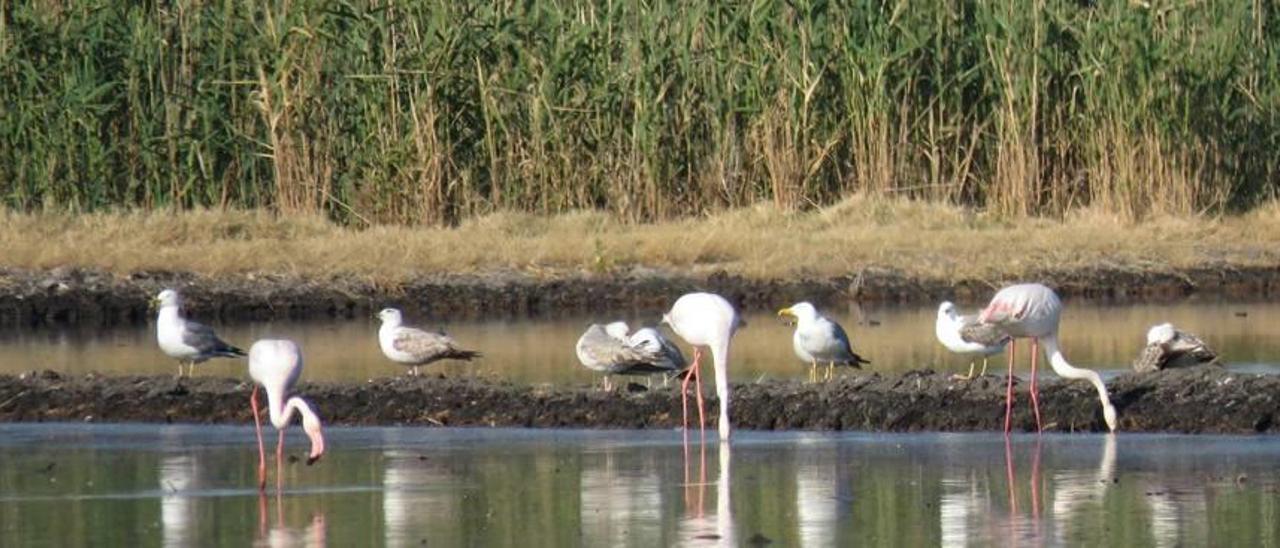 La suavidad del invierno invita a flamencos y moritos a quedarse en el marjal de Pego-Oliva