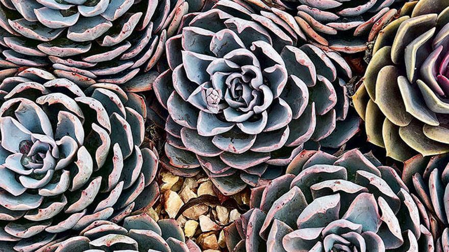 Kommen in jedem Garten und sogar an der Fensterbank zurecht: das Fettblatt aus der botanischen Echeveria-Familie.