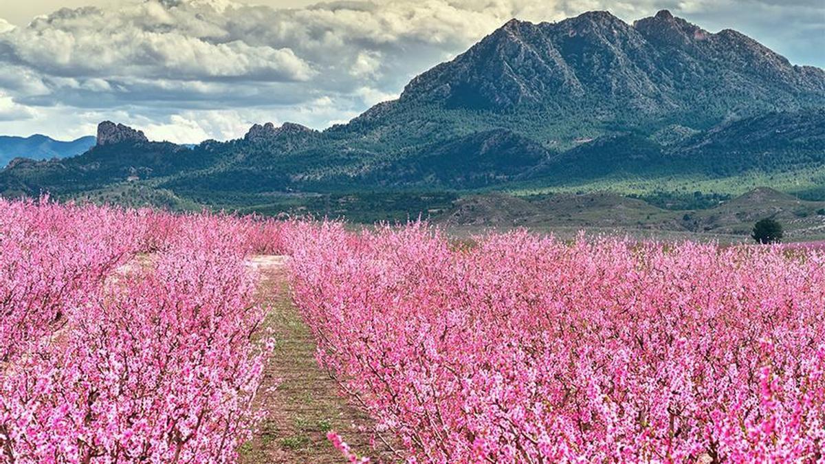 Imagen de archivo de la floración de Cieza