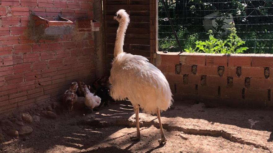 El Tete és un animal molt conegut per tot el poble