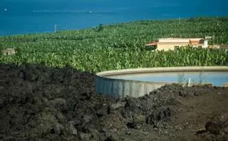 El Estado destina 6,1 millones a la modernización del cultivo platanero en La Palma