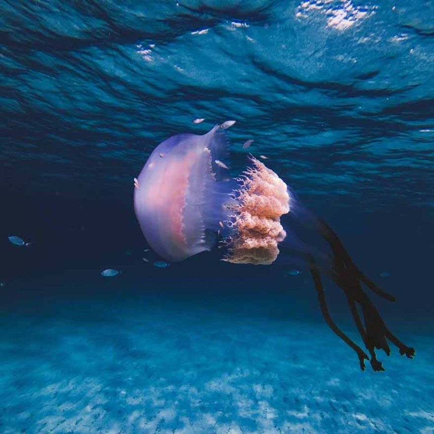 Una medusa de más de un metro en ses Salines