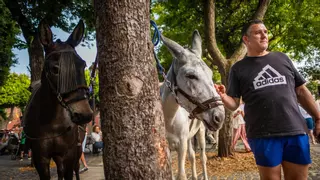 El burro majorero resiste el calor para triunfar en Aguere