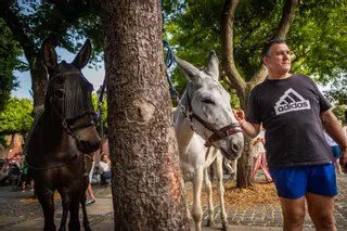Día de los burros en La Laguna: homenaje especial a los burros mejoreros