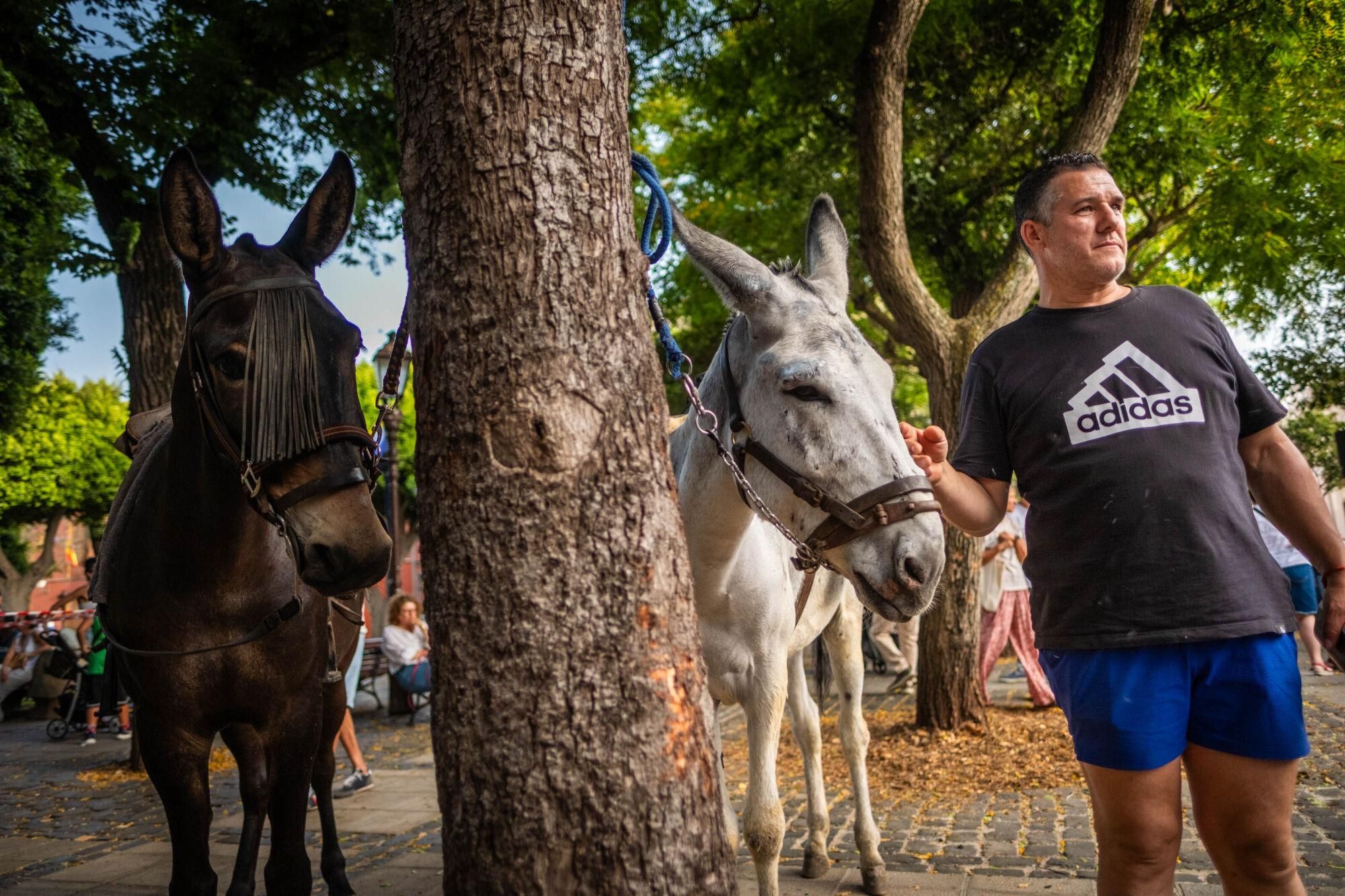 Día de los burros en La Laguna