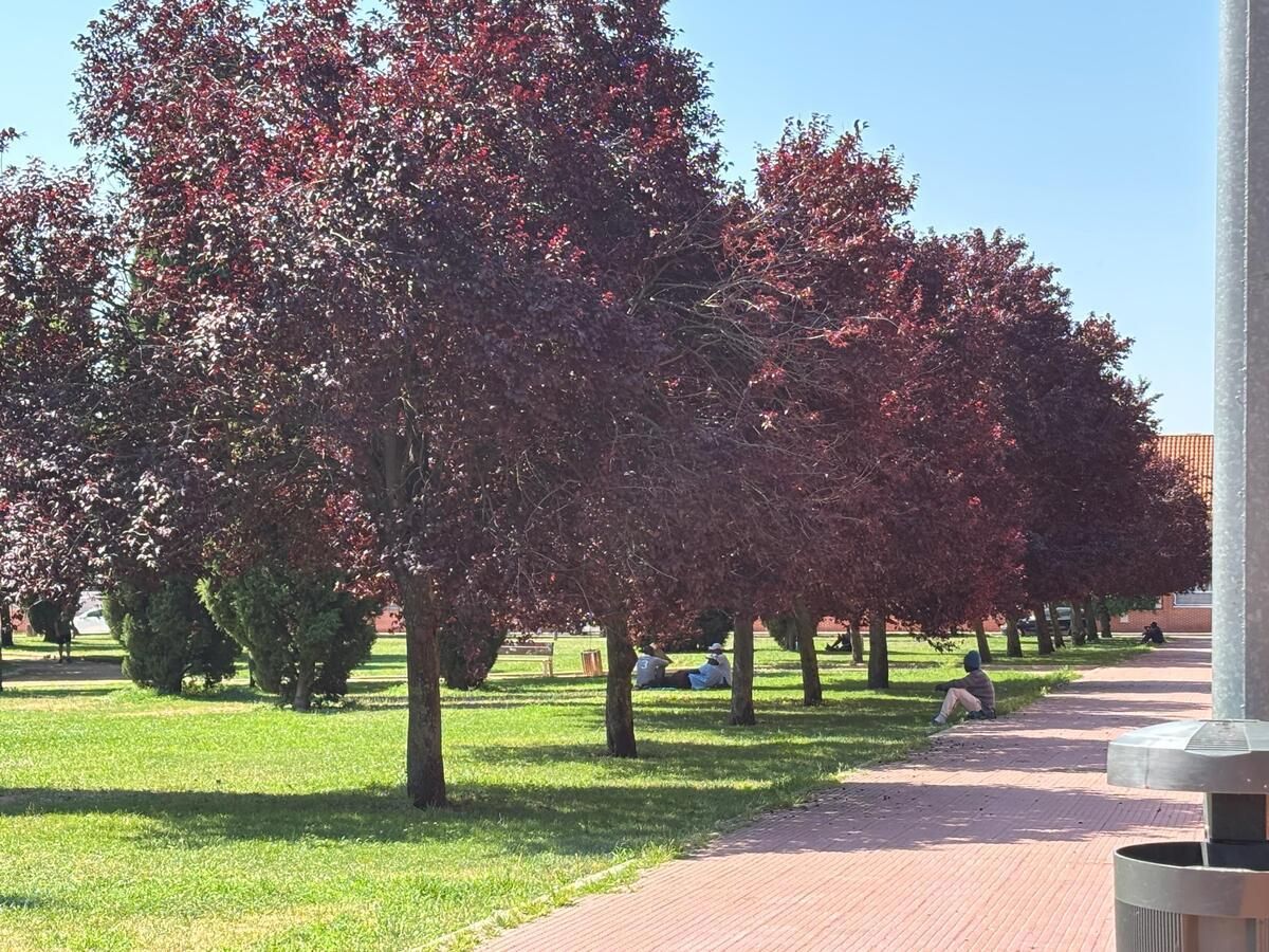 Esta imagen refleja el día a día de los inmigrantes: no tienen nada que hacer y se &quot;tiran&quot; en el parque horas y horas