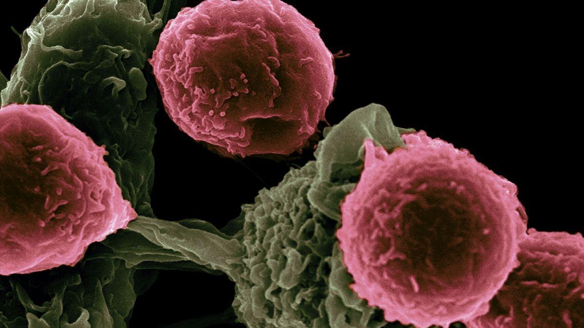 La investigación advierte de una fuerte desigualdad global: mientras las naciones más avanzadas se acercan a la eliminación, otras podrían quedar mucho más atrás.