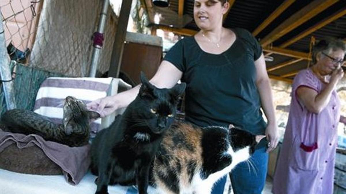 La voluntaria Sara Cervelló junto a tres de los gatos de la protectora UB Gats, el jueves por la mañana.