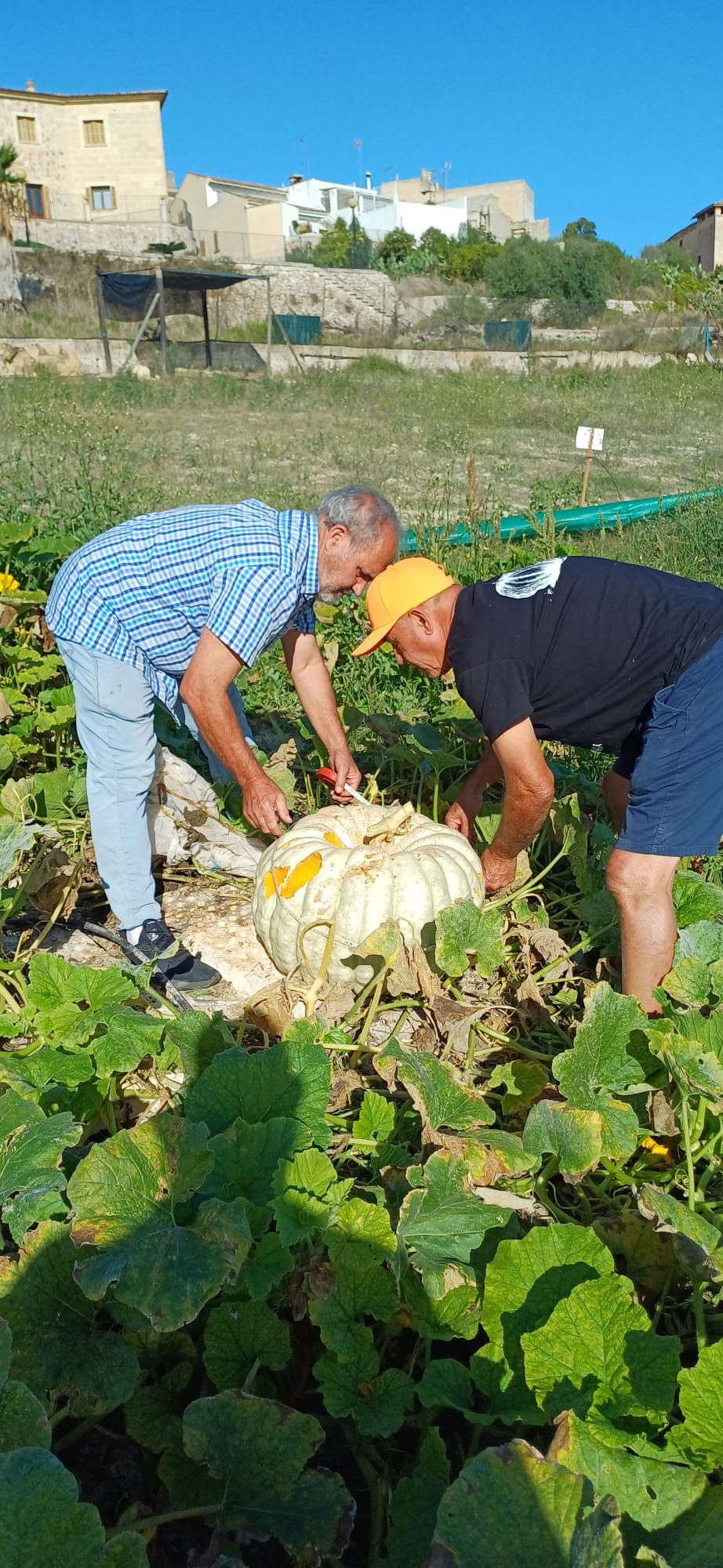 FOTOS | Muro recoge las calabazas sembradas en la finca experimental