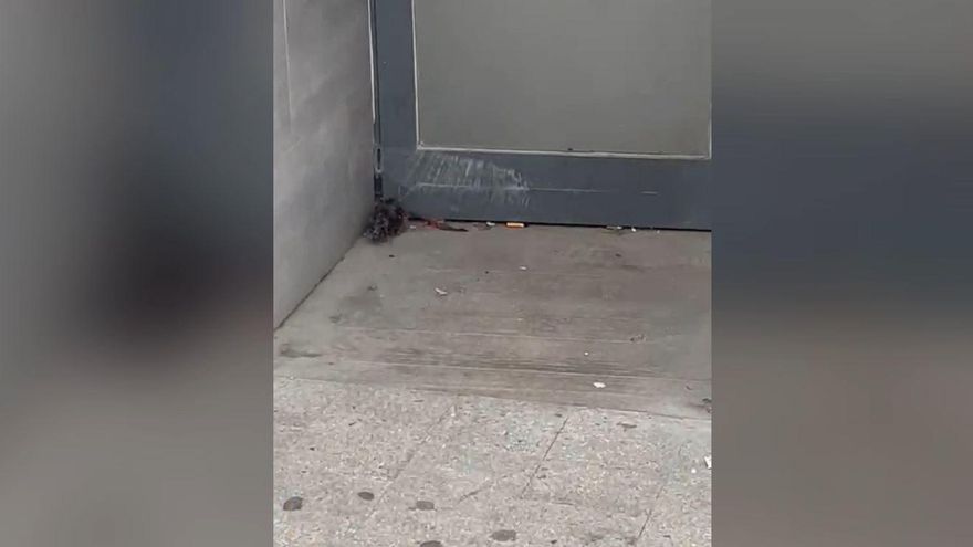 Una rata se pasea frente a la Diputación de Alicante