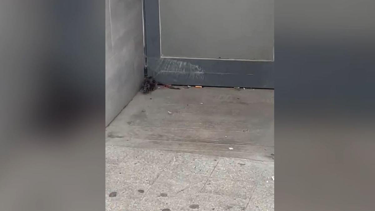 Graban a una rata correteando por la avenida de la Estación de Alicante.