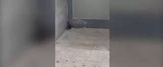 Una rata, de paseo por la milla de oro de Alicante