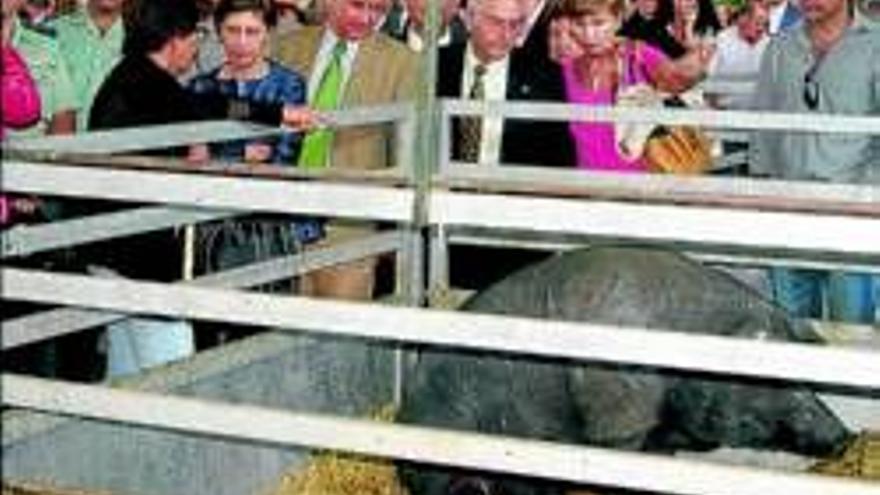 El porcino, protagonista hoy de la jornada