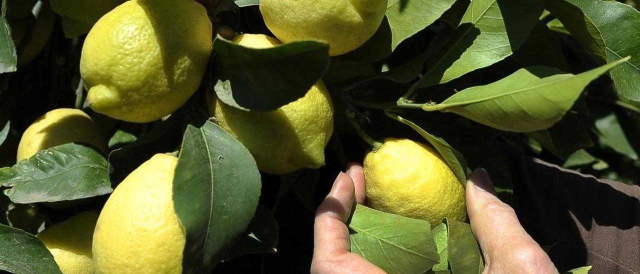 Limones todavía no afectados por la &quot;psila africana&quot;. // G.B.