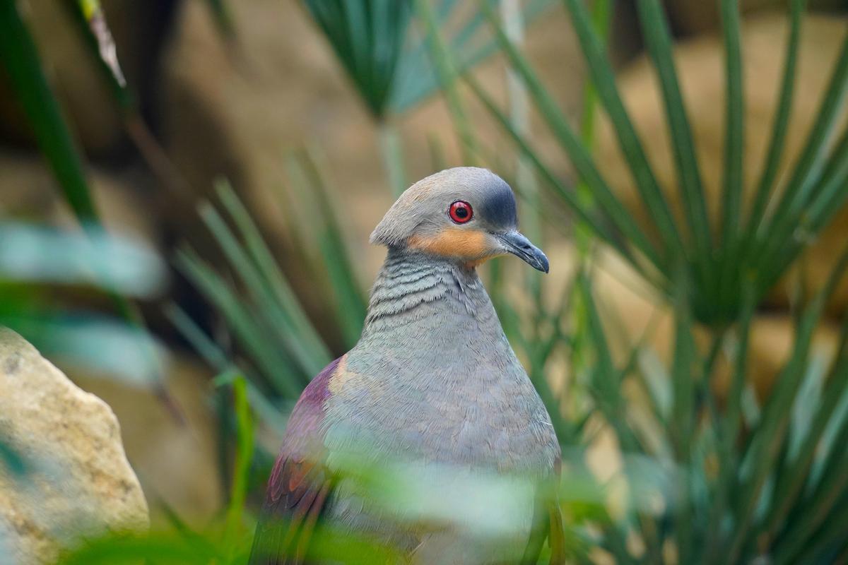 Paloma perdiz jamaicana de Bioparc Fuengirola