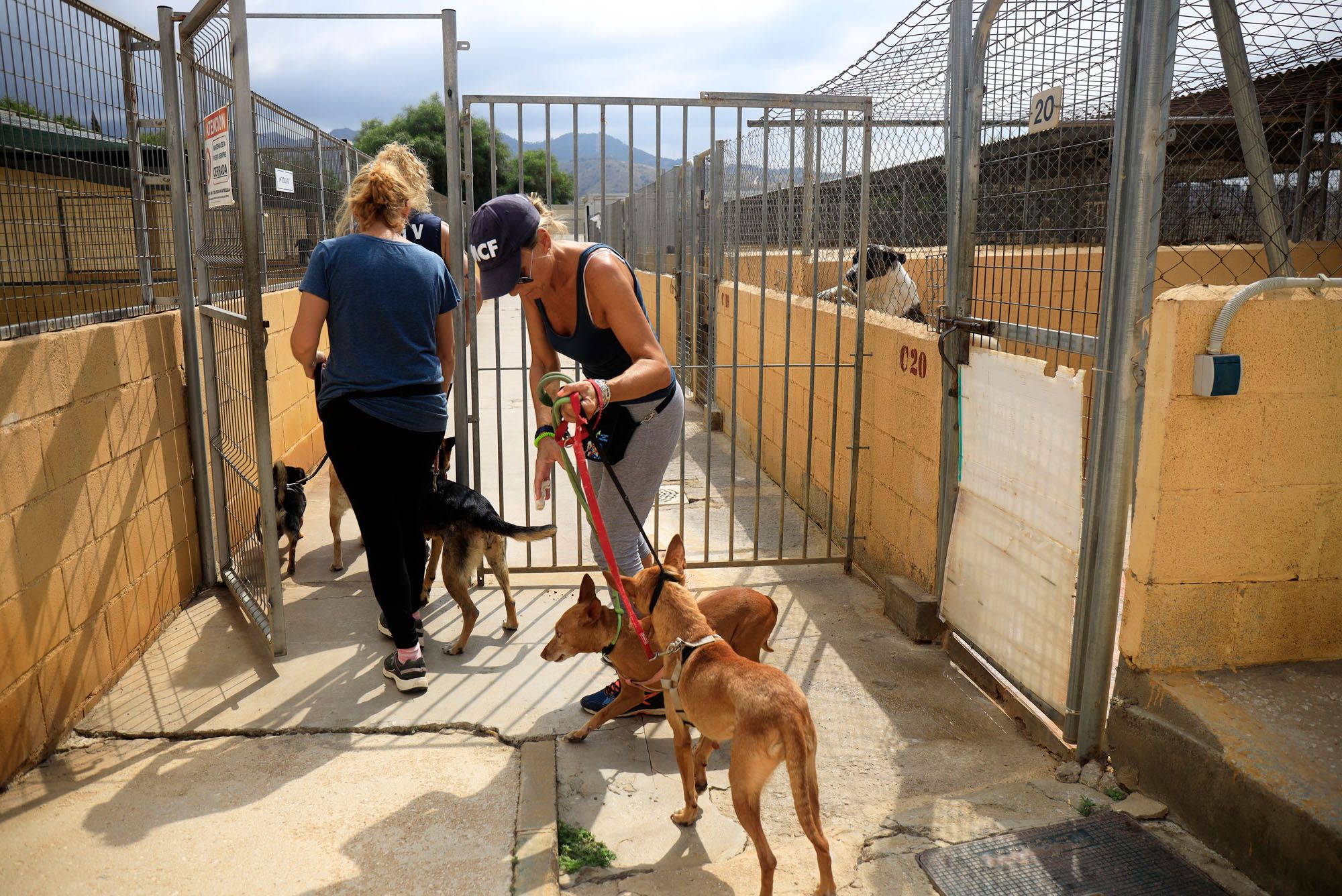 Estado de la Protectora de Animales de Málaga en julio de 2022