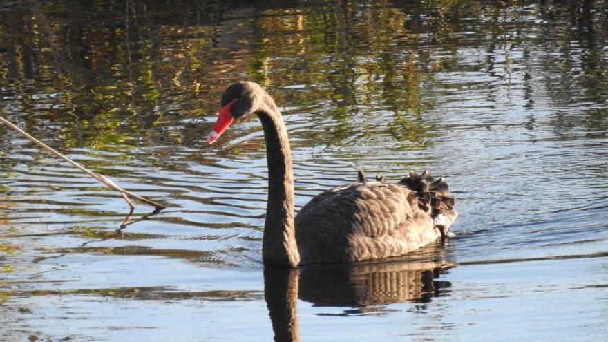 Localizan un cisne negro en las lagunas del Millars