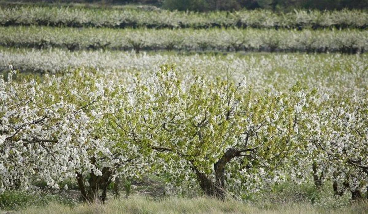 Cerezos Comarca de la Marina Alta