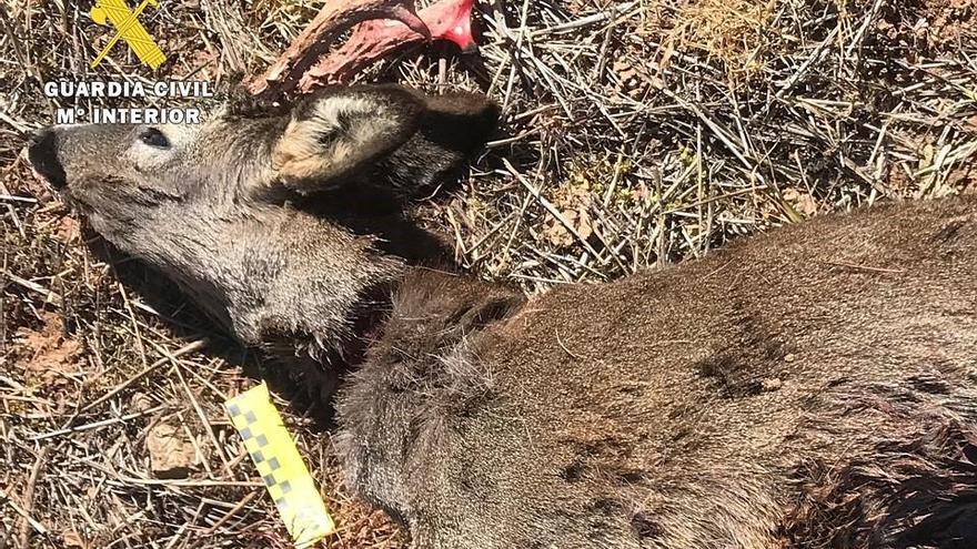 Investigados tres cazadores furtivos residentes en Extremadura por abatir un corzo sin autorización en Burgos