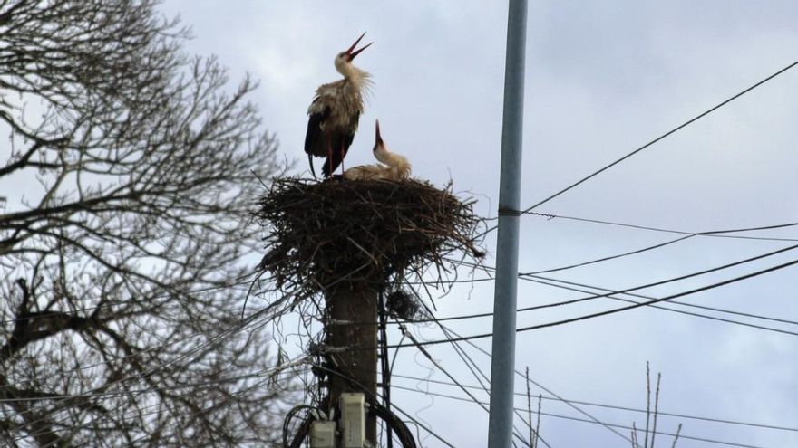 As cegoñas volven aniñar na vila de Lalín