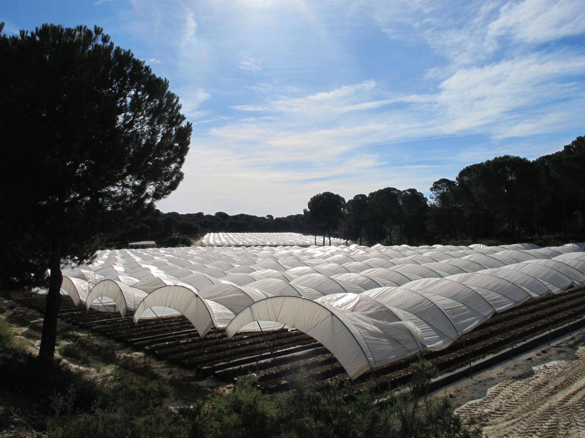 Das Feuchtgebiet Doñana in Südspanien verdorrt