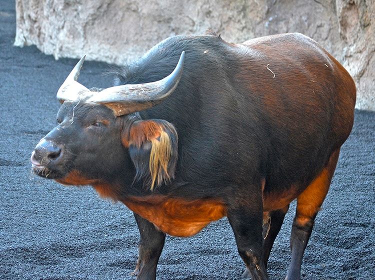 Bioparc València, reconocido como unos de los mejores parques de animales del mundo según National Geographic