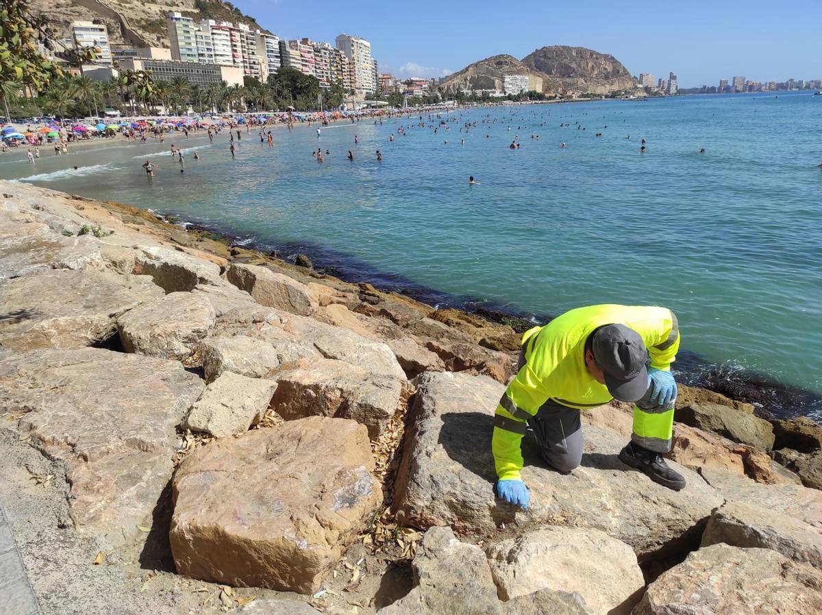 Alicante activa el dispositivo de limpieza de barrancos, imbornales y alcantarillado en prevención de posible gota fría