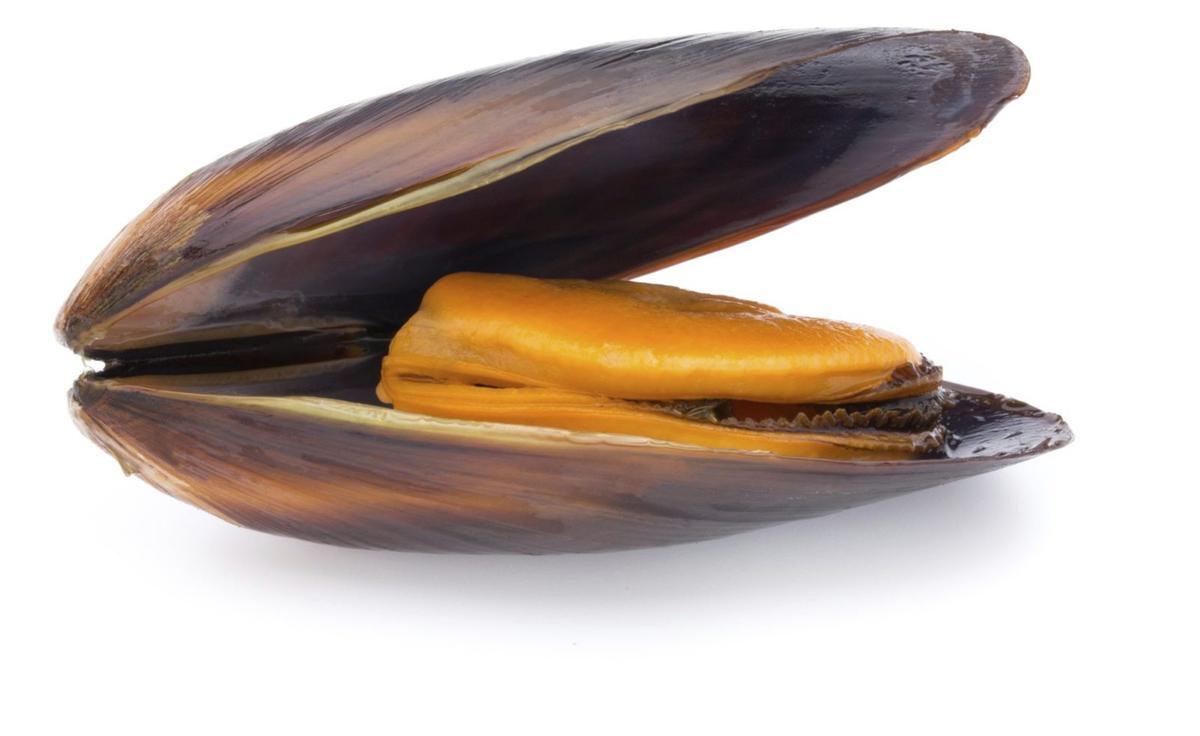 Aristóteles abrió un mejillón hace 2000 años… y vio algo que seguimos estudiando hoy