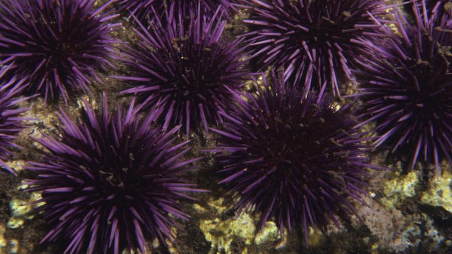 Las púas del erizo de mar, el secreto del cemento más fuerte del mundo