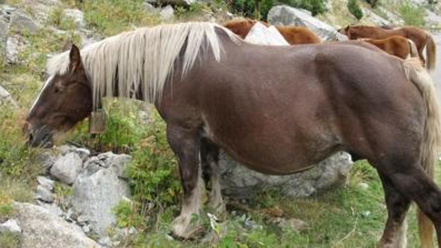 Cavalls al pantà de Caballers, a la Vall de Boí.