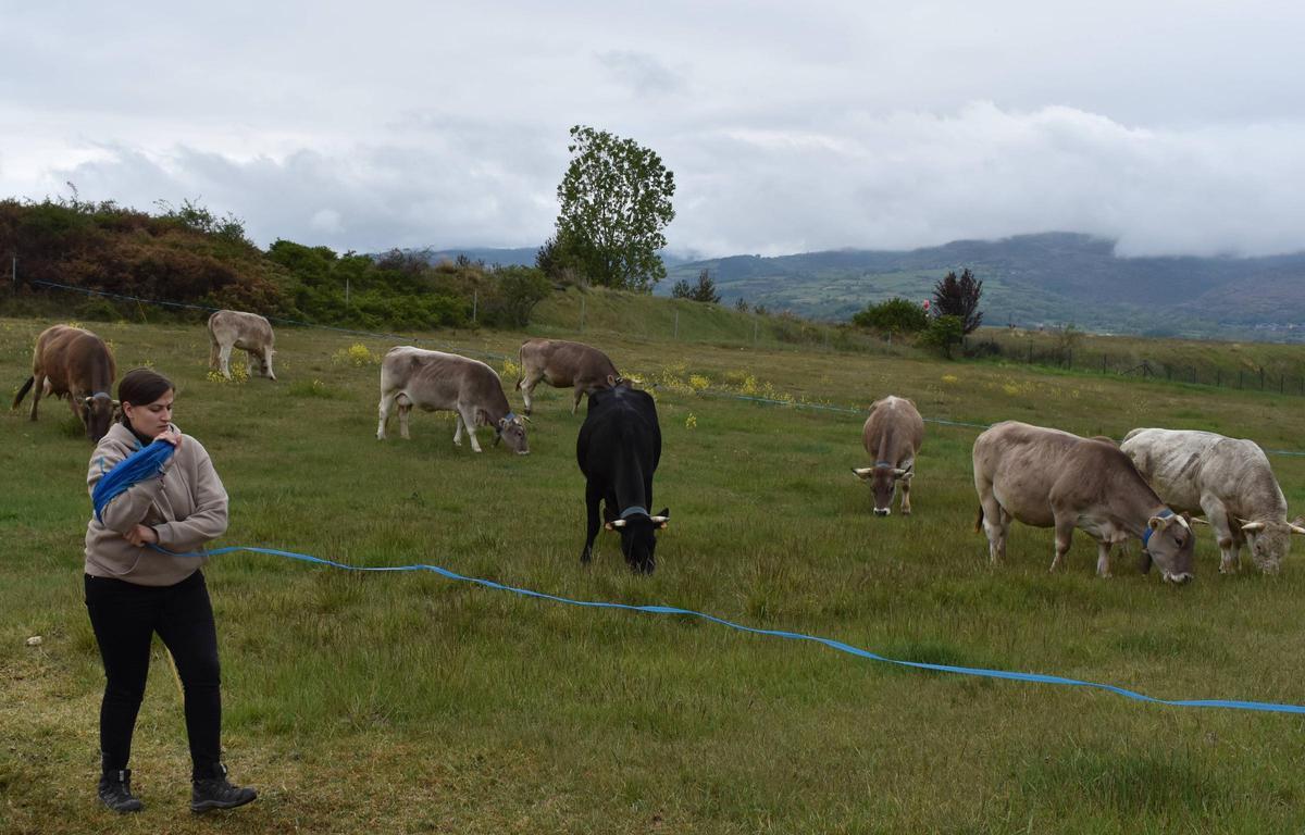 Maria Laguarda tenint cura d’un grup de vaques en una zona de pastura.