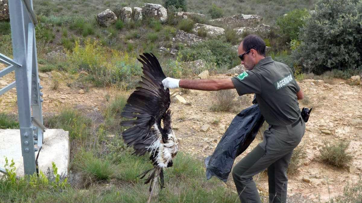 Aves electrocutadas en torres eléctricas, en la comarca de la Noguera.