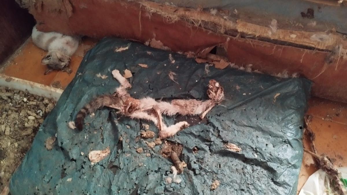 Restos de algunos de los gatos muertos hallados en esta vivienda de Piles.