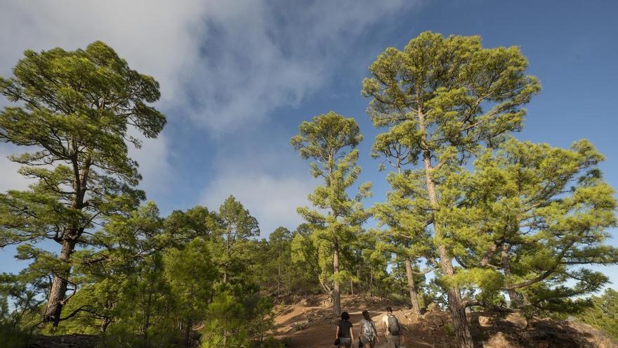 El Cabildo de Gran Canaria analizará el impacto del cambio climático en Inagua y sus pinares